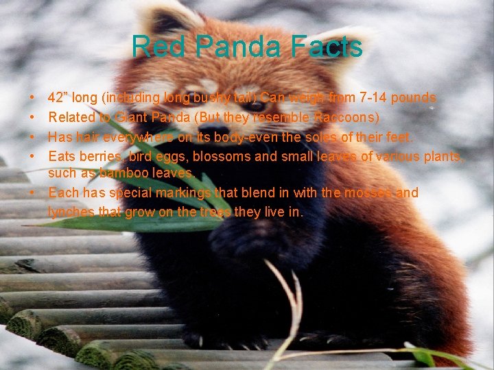 Red Panda Facts • • 42” long (including long bushy tail) Can weigh from