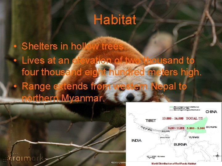 Habitat • Shelters in hollow trees. • Lives at an elevation of two thousand