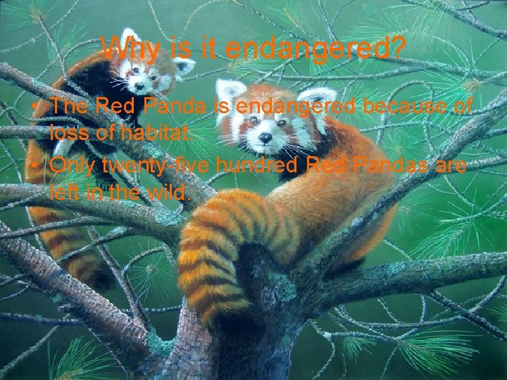 Why is it endangered? • The Red Panda is endangered because of loss of