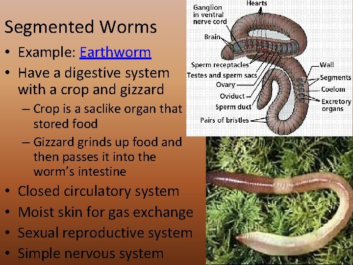 Segmented Worms • Example: Earthworm • Have a digestive system with a crop and