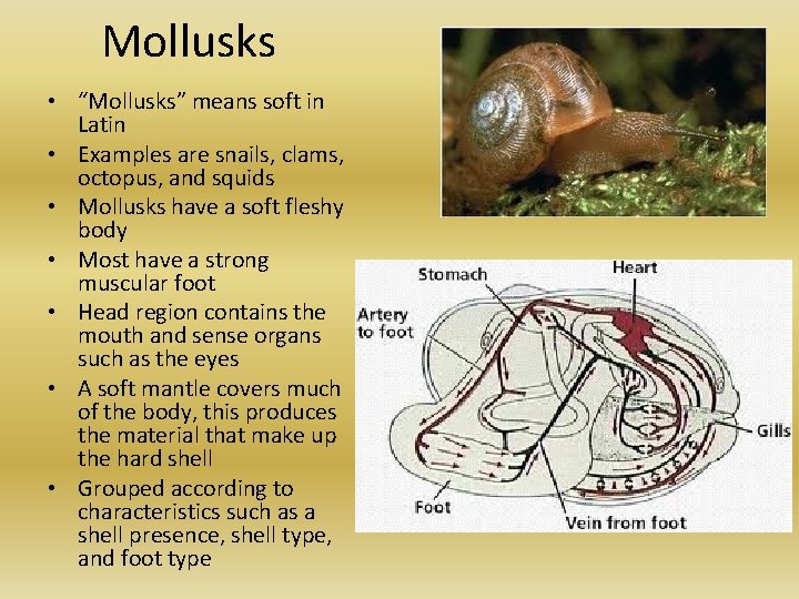 Mollusks • “Mollusks” means soft in Latin • Examples are snails, clams, octopus, and