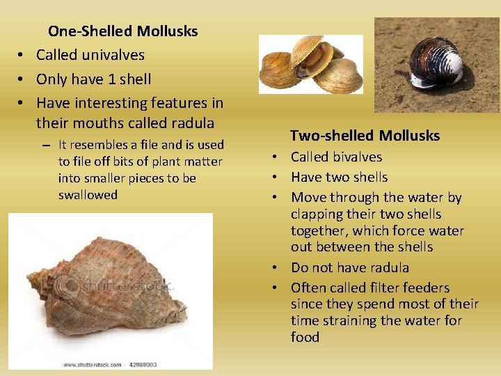 One-Shelled Mollusks • Called univalves • Only have 1 shell • Have interesting features