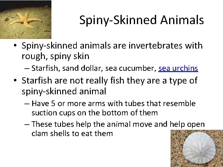 Spiny-Skinned Animals • Spiny-skinned animals are invertebrates with rough, spiny skin – Starfish, sand