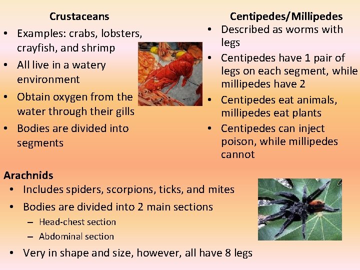  • • Crustaceans Examples: crabs, lobsters, crayfish, and shrimp All live in a