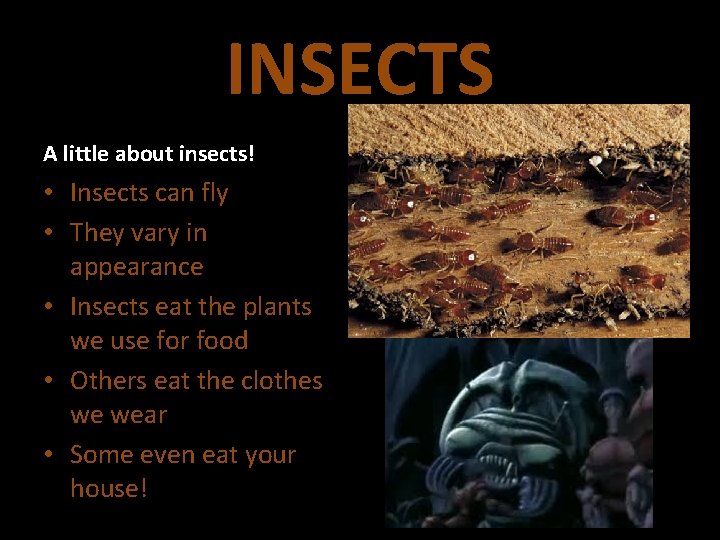 INSECTS A little about insects! • Insects can fly • They vary in appearance