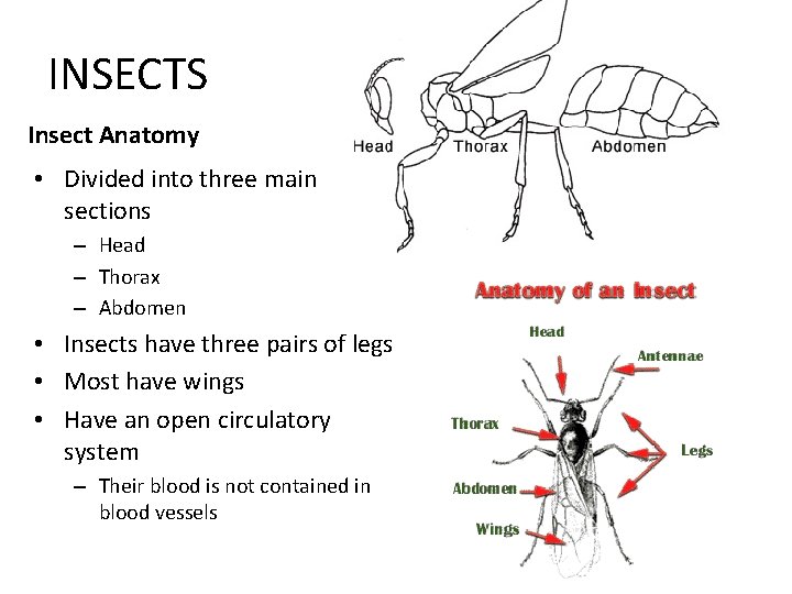 INSECTS Insect Anatomy • Divided into three main sections – Head – Thorax –