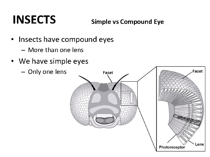 INSECTS Simple vs Compound Eye • Insects have compound eyes – More than one