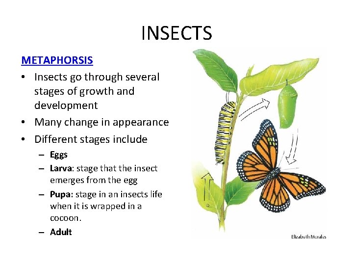 INSECTS METAPHORSIS • Insects go through several stages of growth and development • Many