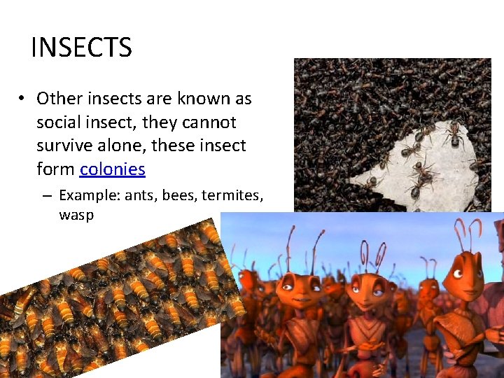 INSECTS • Other insects are known as social insect, they cannot survive alone, these