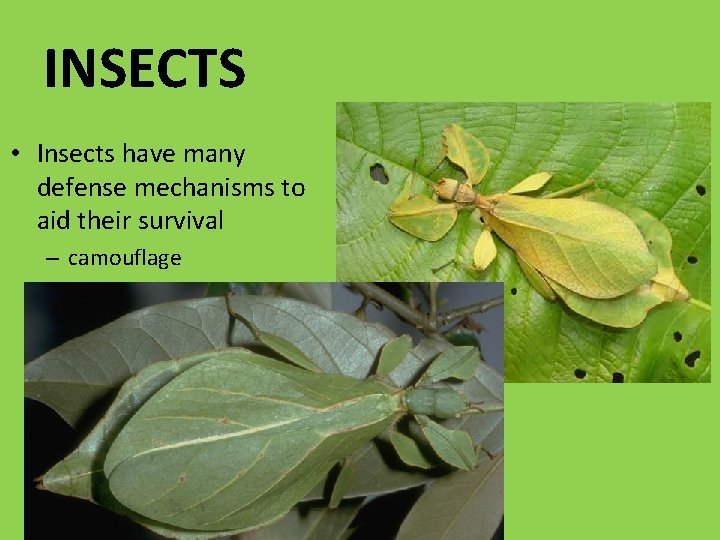 INSECTS • Insects have many defense mechanisms to aid their survival – camouflage 