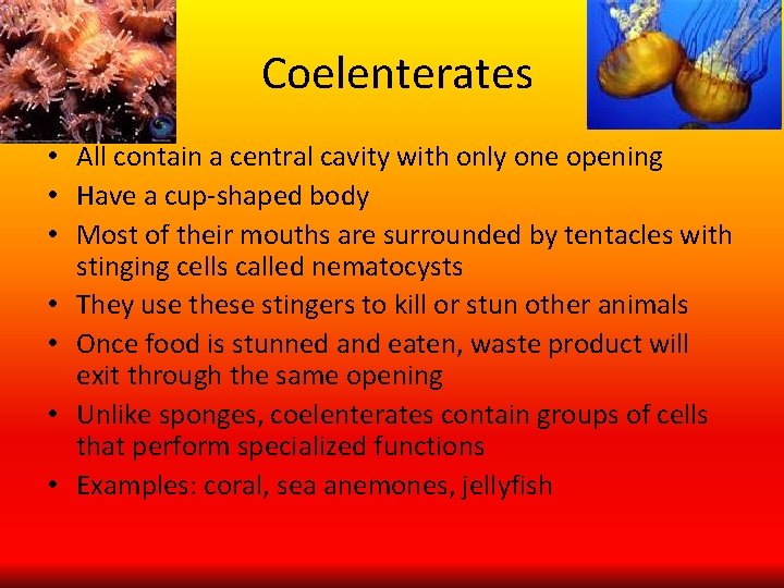 Coelenterates • All contain a central cavity with only one opening • Have a
