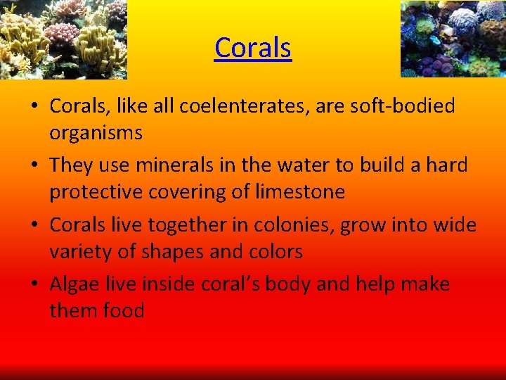 Corals • Corals, like all coelenterates, are soft-bodied organisms • They use minerals in