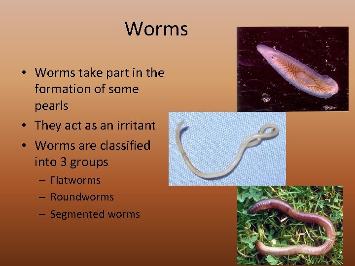 Worms • Worms take part in the formation of some pearls • They act