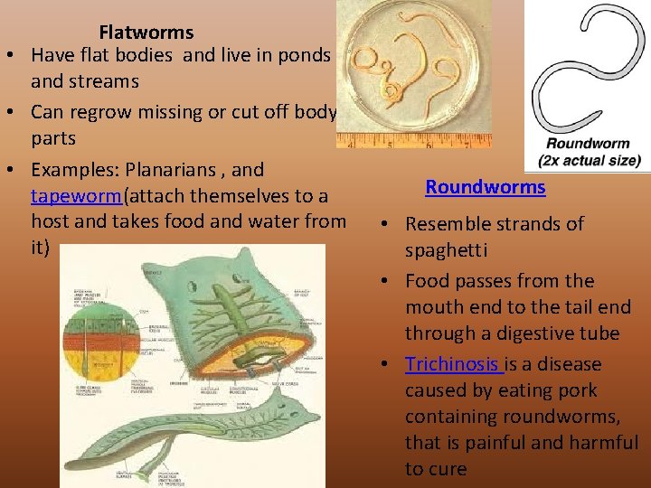 Flatworms • Have flat bodies and live in ponds and streams • Can regrow