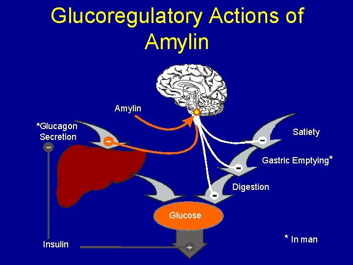 Glucoregulatory Actions of Amylin *Glucagon Satiety Secretion Gastric Emptying* Digestion Glucose Insulin * In