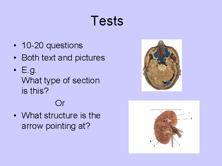 Tests • 10 -20 questions • Both text and pictures • E. g. What