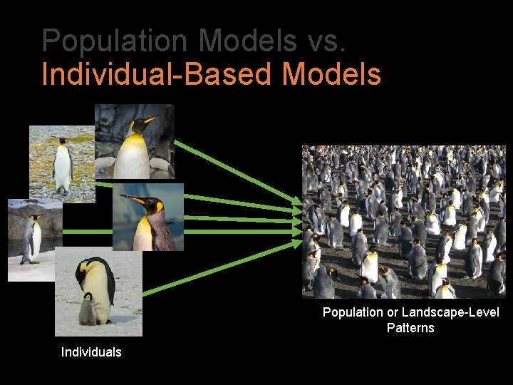Population Models vs. Individual-Based Models Population or Landscape-Level Patterns Individuals 