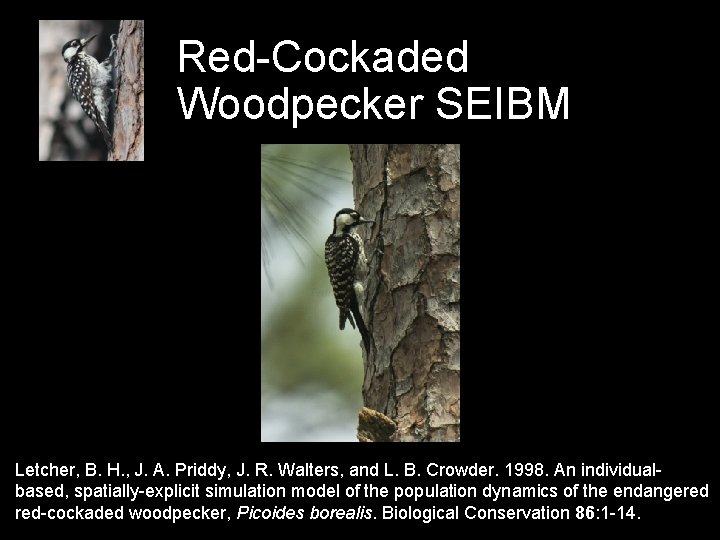 Red-Cockaded Woodpecker SEIBM Letcher, B. H. , J. A. Priddy, J. R. Walters, and