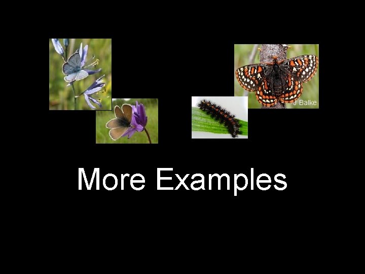 J Balke More Examples 