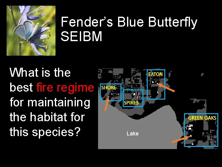 Fender’s Blue Butterfly SEIBM What is the best fire regime for maintaining the habitat