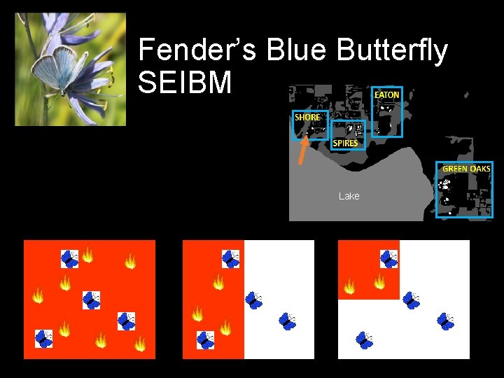 Fender’s Blue Butterfly SEIBM Lake 