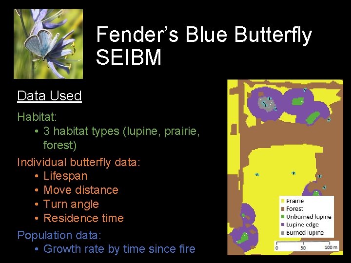Fender’s Blue Butterfly SEIBM Data Used Habitat: • 3 habitat types (lupine, prairie, forest)