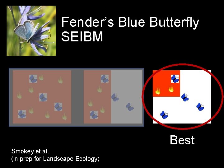 Fender’s Blue Butterfly SEIBM Best Smokey et al. (in prep for Landscape Ecology) 