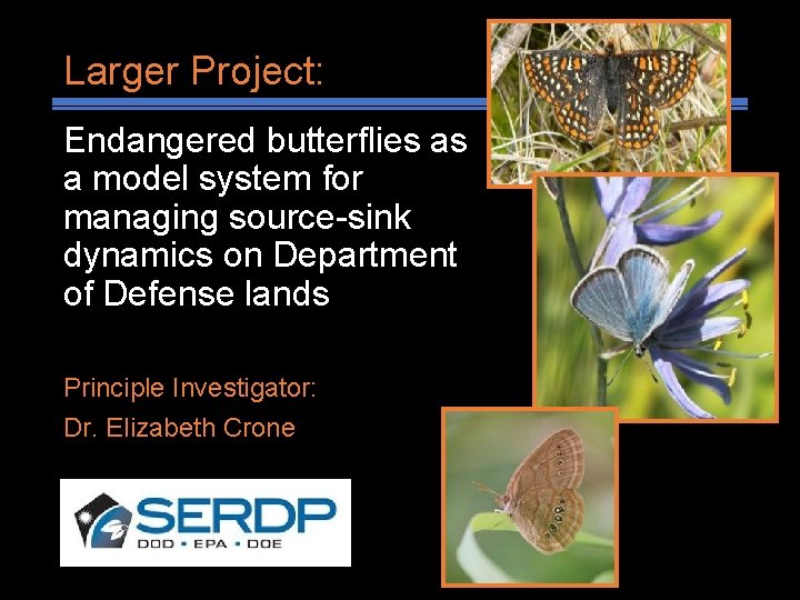 Larger Project: Endangered butterflies as a model system for managing source-sink dynamics on Department