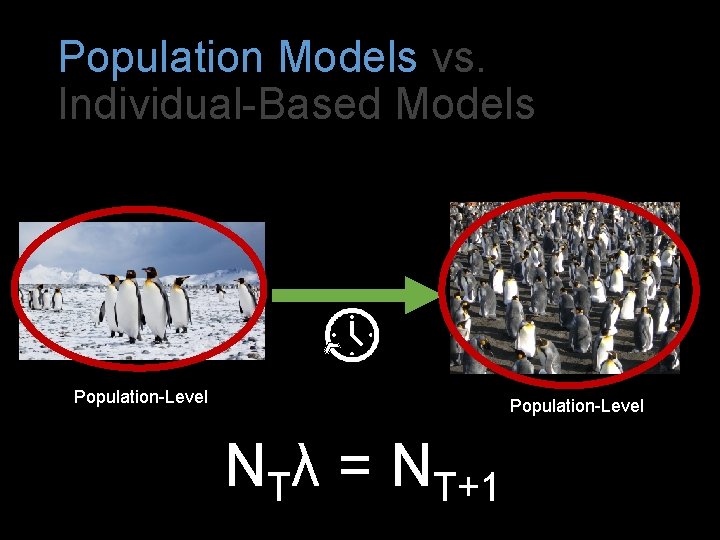 Population Models vs. Individual-Based Models Population-Level NTλ = NT+1 