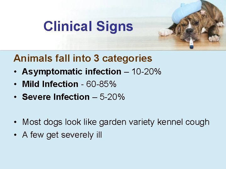Clinical Signs Animals fall into 3 categories • Asymptomatic infection – 10 -20% •