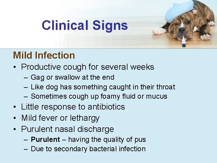 Clinical Signs Mild Infection • Productive cough for several weeks – Gag or swallow