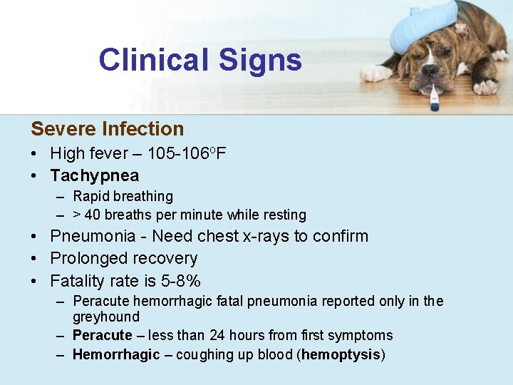 Clinical Signs Severe Infection • High fever – 105 -106 o. F • Tachypnea