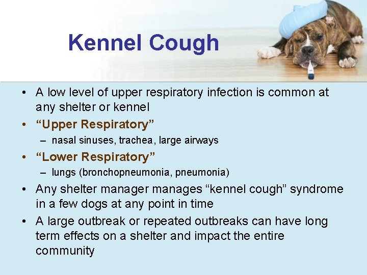 Kennel Cough • A low level of upper respiratory infection is common at any