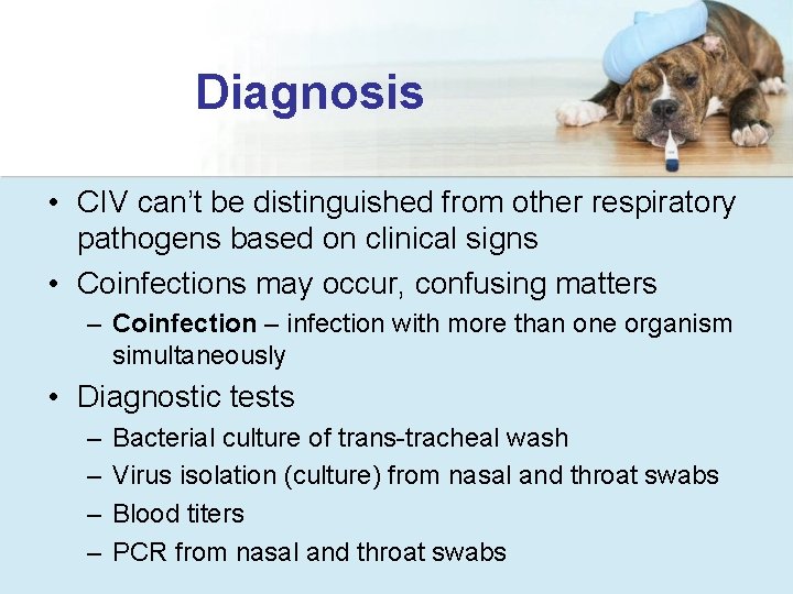 Diagnosis • CIV can’t be distinguished from other respiratory pathogens based on clinical signs