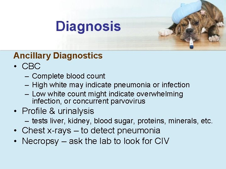 Diagnosis Ancillary Diagnostics • CBC – Complete blood count – High white may indicate