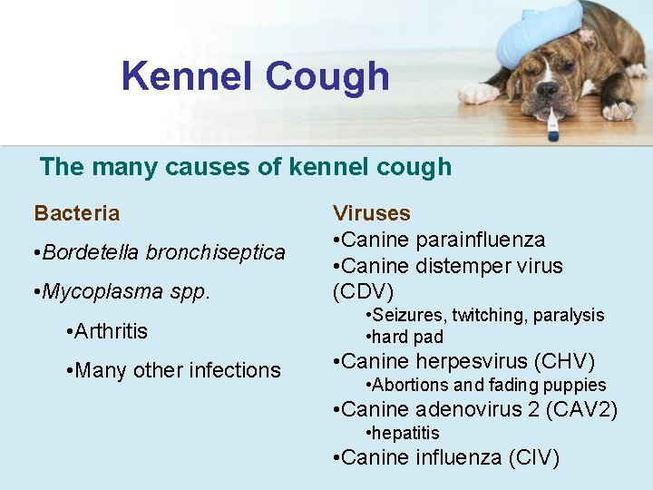 Kennel Cough The many causes of kennel cough Bacteria • Bordetella bronchiseptica • Mycoplasma