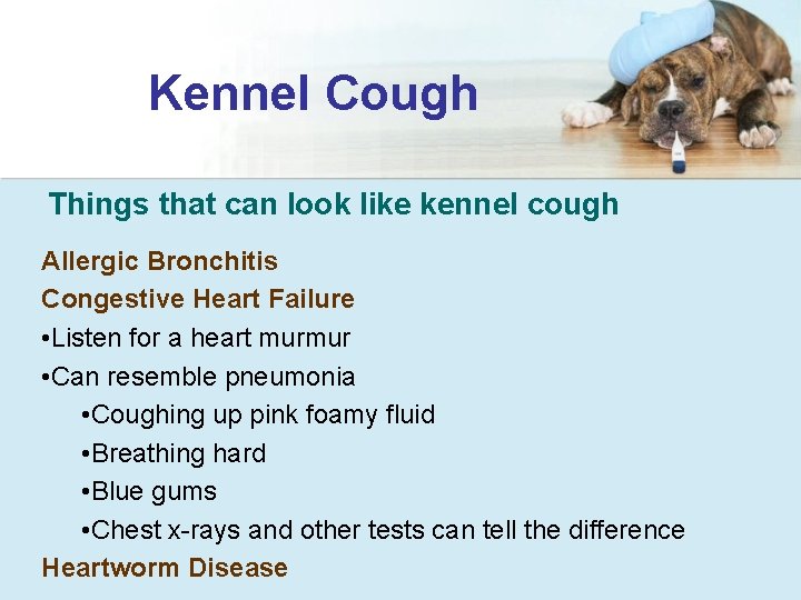 Kennel Cough Things that can look like kennel cough Allergic Bronchitis Congestive Heart Failure