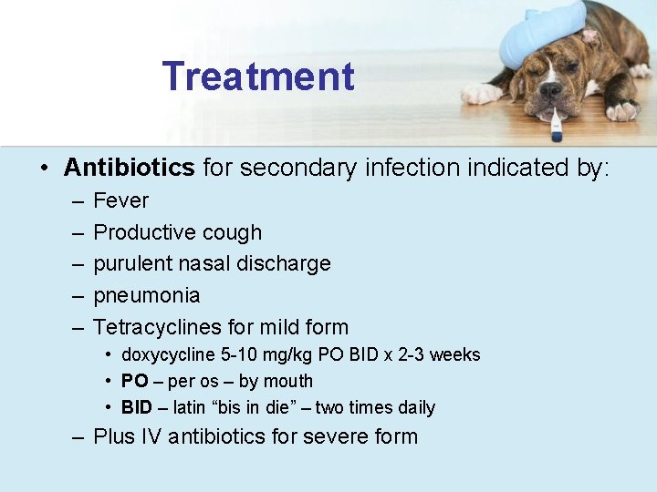 Treatment • Antibiotics for secondary infection indicated by: – – – Fever Productive cough