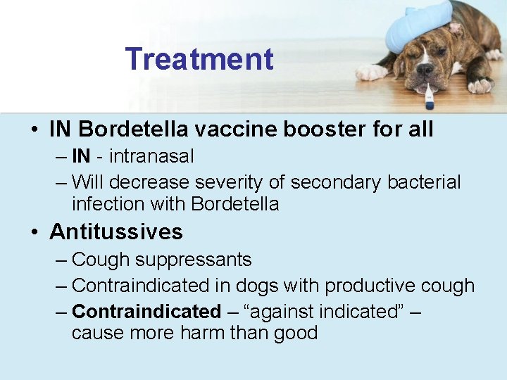 Treatment • IN Bordetella vaccine booster for all – IN - intranasal – Will