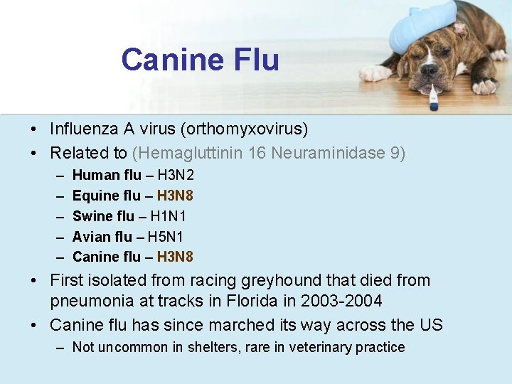 Canine Flu • Influenza A virus (orthomyxovirus) • Related to (Hemagluttinin 16 Neuraminidase 9)