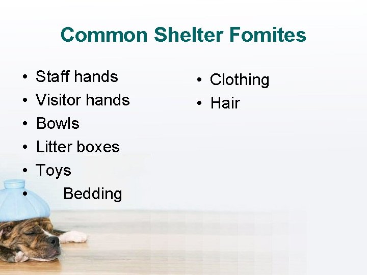 Common Shelter Fomites • • • Staff hands Visitor hands Bowls Litter boxes Toys