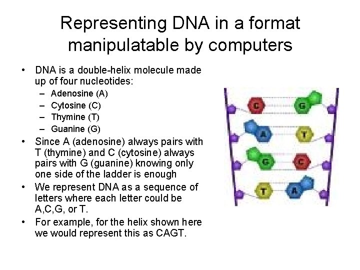 Representing DNA in a format manipulatable by computers • DNA is a double-helix molecule