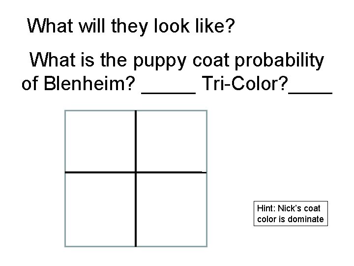 What will they look like? What is the puppy coat probability of Blenheim? _____