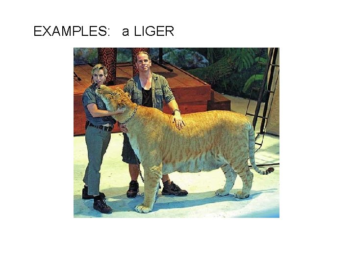 EXAMPLES: a LIGER 