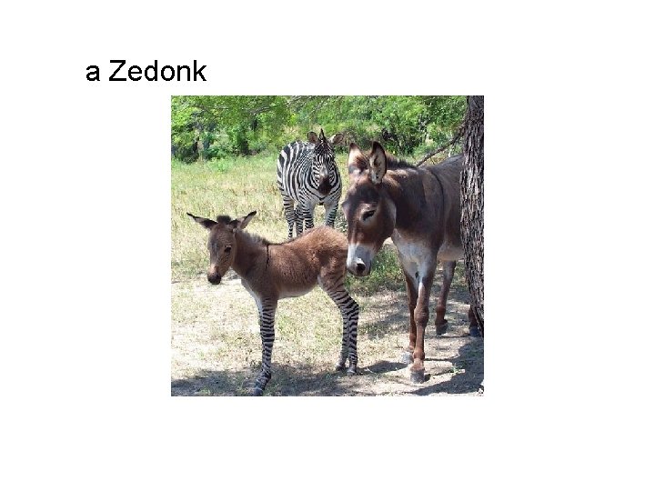 a Zedonk 