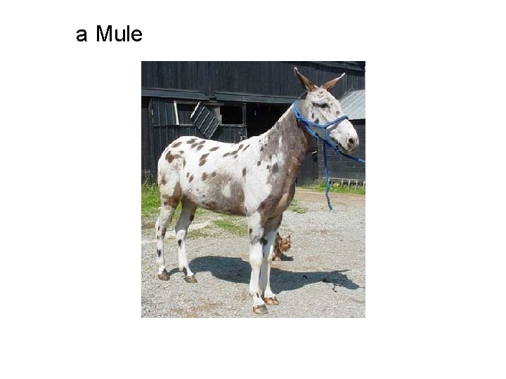 a Mule 