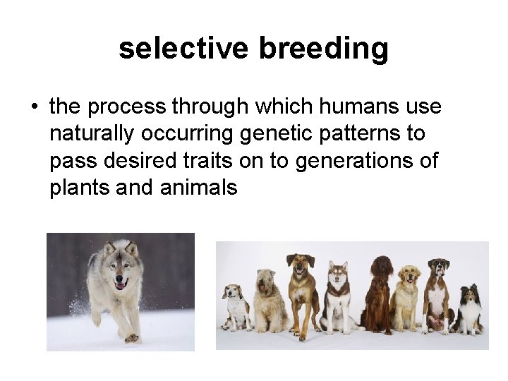 selective breeding • the process through which humans use naturally occurring genetic patterns to