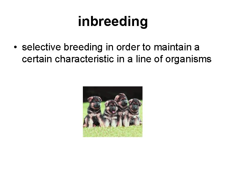 inbreeding • selective breeding in order to maintain a certain characteristic in a line
