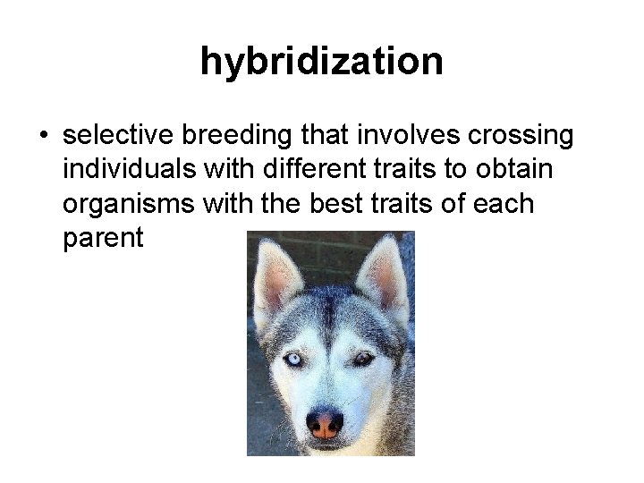 hybridization • selective breeding that involves crossing individuals with different traits to obtain organisms