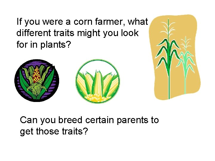 If you were a corn farmer, what different traits might you look for in